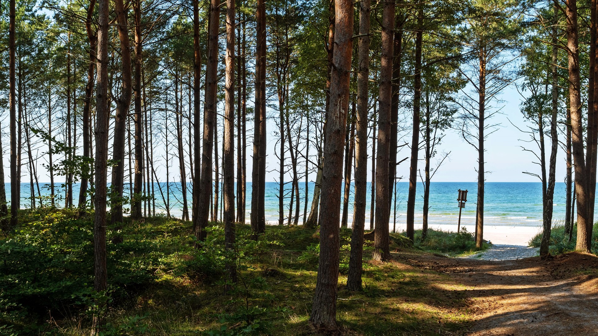 Ścieżka przez sosnowy las prowadząca na piaszczystą plażę z turkusowym morzem